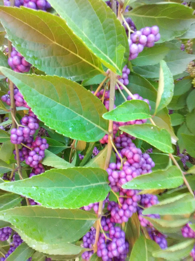 [9/30/26 KC GC] American Beautyberry (Callicarpa americana) (3 gallon container)