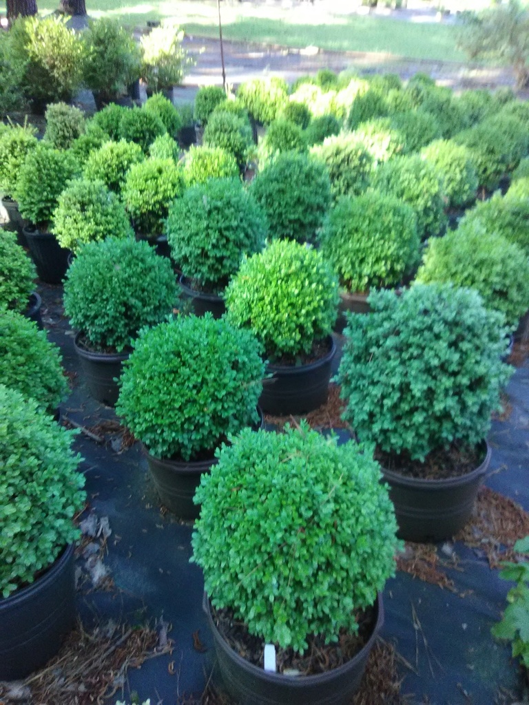 [12347755-1g-container-sold-out] Old English Boxwood (Buxus sempervirens 'Suffruticosa') (1 gallon container)