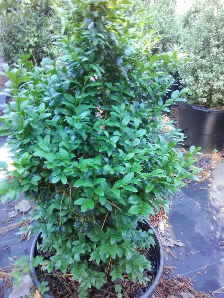 [12347754-3g-container] American Boxwood (Buxus sempervirens) (3 gallon container)