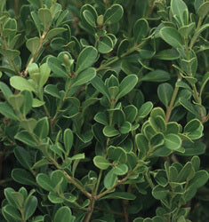 Japanese Boxwood – Buxus microphylla japonica