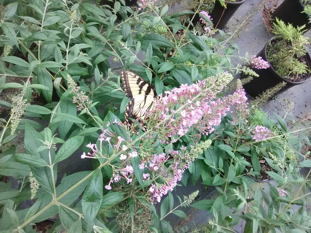 [12347748-3g-container] Pink Delight Butterfly Bush | Buddleia davidii 'Pink Delight'