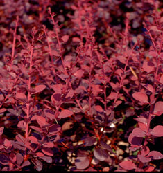 [12347735-3g-container] Crimson Pygmy Barberry (Berberis thunbergii 'Crimson Pygmy')