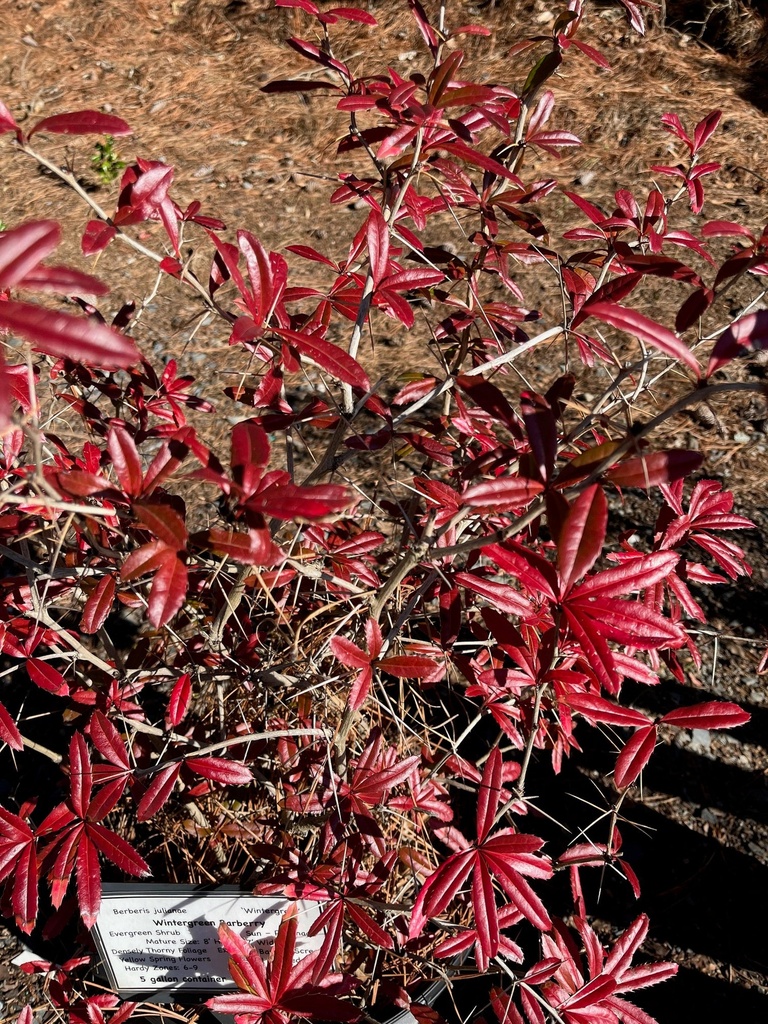[12347733-3g-container-sold-out] Wintergreen Barberry (Berberis julianae) – Evergreen Hedge Shrub (3 gallon container)