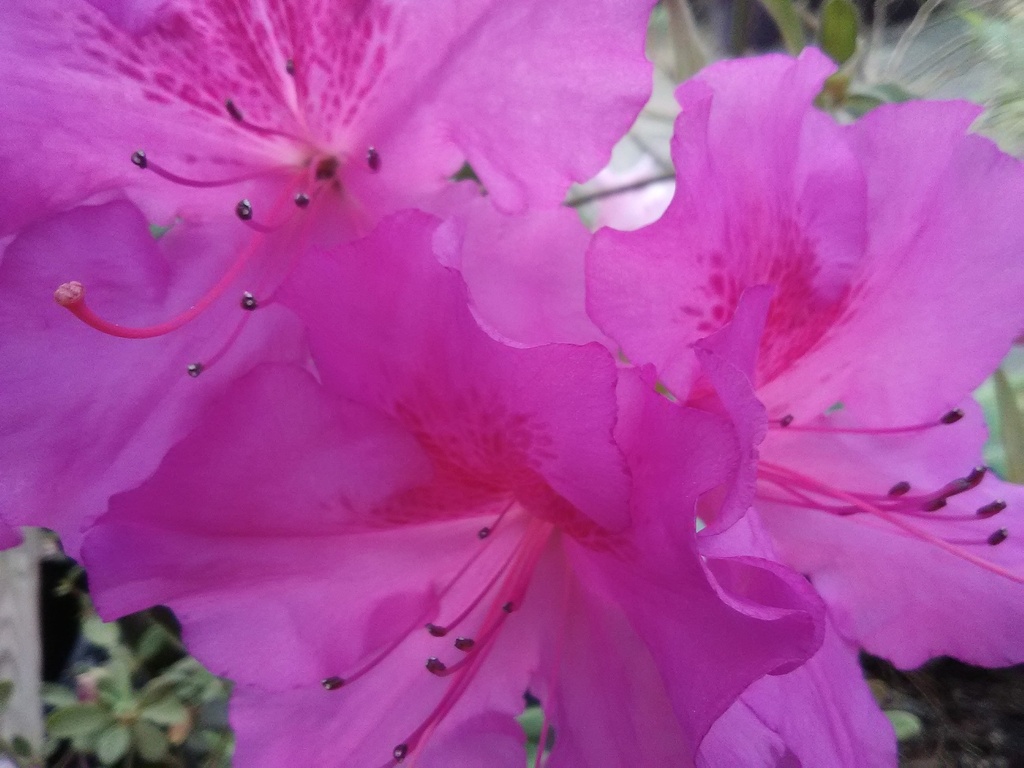 Autumn Royalty Encore Azalea - Reblooming Purple Evergreen