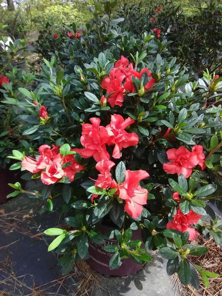 [9/17/26 KF AHC6 1'] Autumn Embers Encore Azalea - Rhododendron 'Conleb'