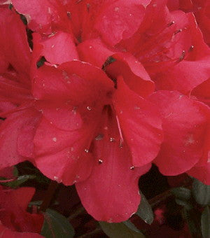 Red Formosa Azalea – Southern Indian Hybrid Evergreen Shrub