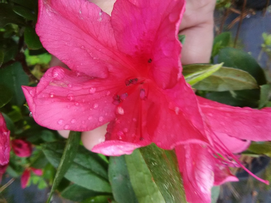[12347725-3g-container-sold-out] President Clay Evergreen Azalea – Southern Indian Hybrid (3 gallon container)