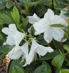 [12347724-3g-container-sold-out] Mrs. G.G. Gerbing Azalea - White Evergreen Southern Indica (3 gallon container)