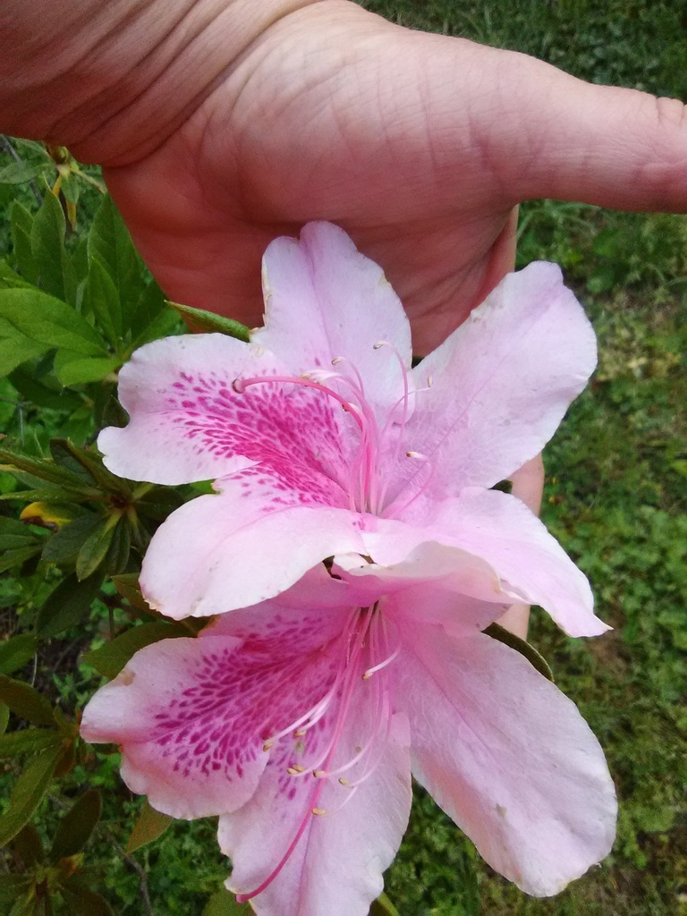 [12347723-3g-container] George Tabor Azalea – Orchid Lavender Flowering Shrub (3 gallon container)