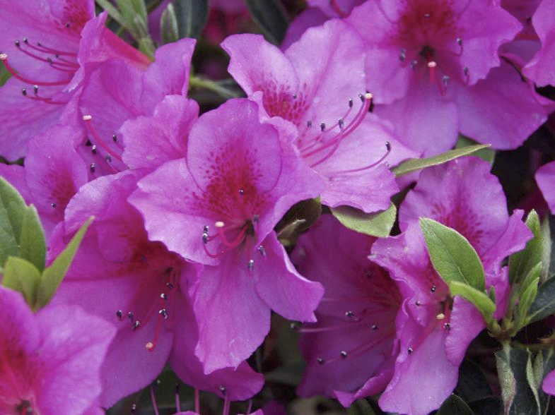 [12347722-3g-container-sold-out] Purple Formosa Evergreen Azalea (3 gallon container)