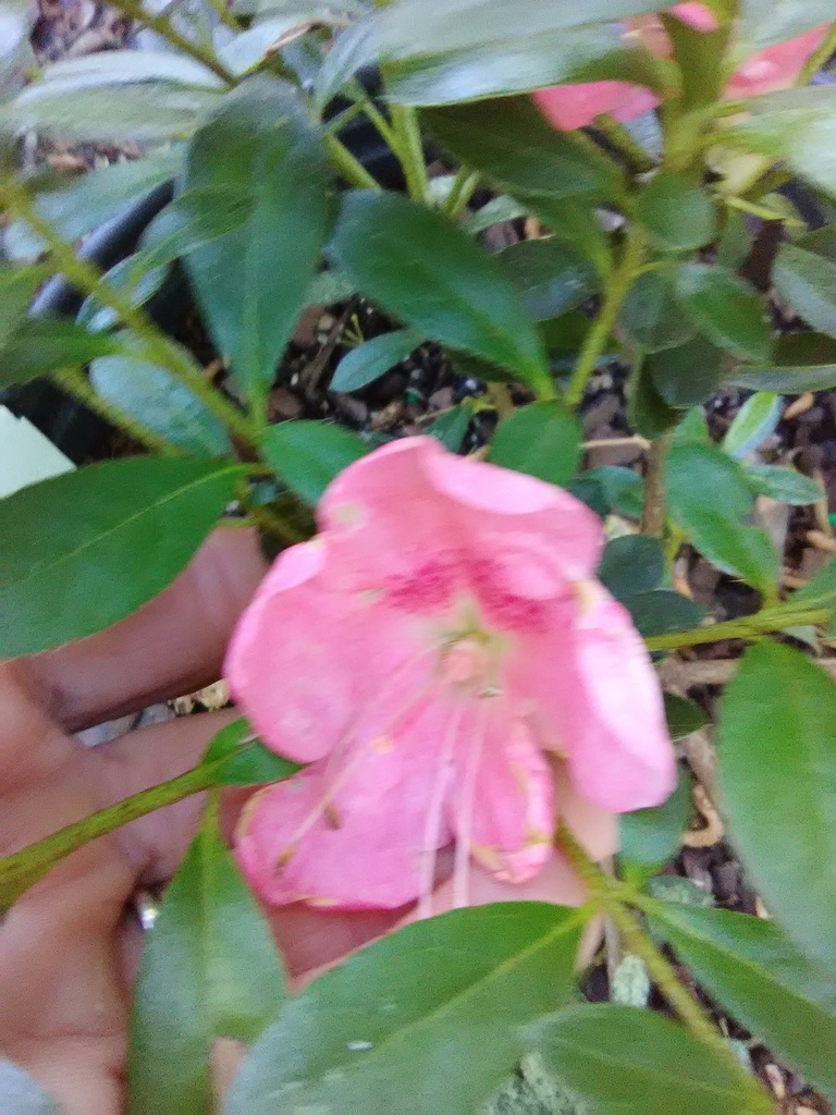 [12347720-3g-container] Wakaebisu Satsuki Evergreen Azalea
