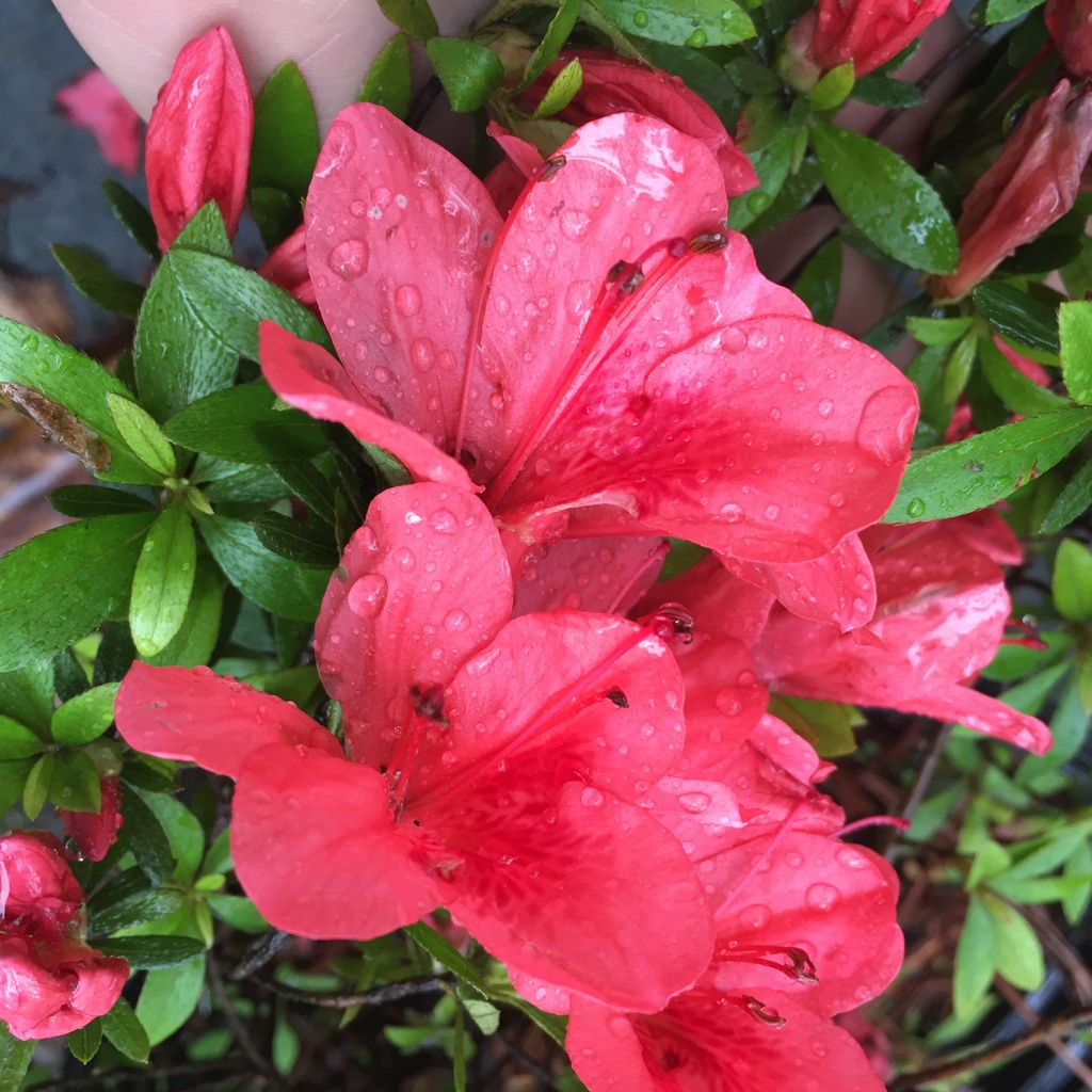 [7/22/26 KC A5] Flame Creeper Azalea - Satsuki Hybrid Spreading Evergreen