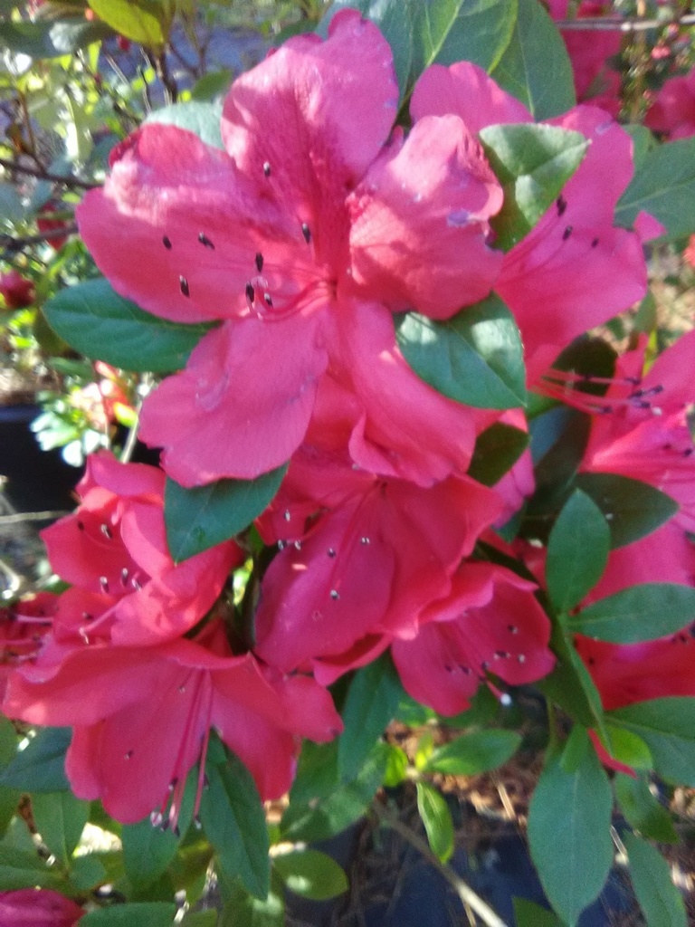 [7/22/26 KC A5] Amaghasa Evergreen Azalea – Satsuki Hybrid (3 gallon container)