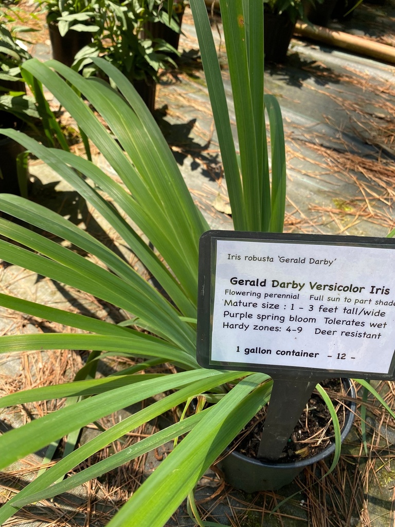 [gerald-darby-versicolor-iris-1-5g-container] Gerald Darby Iris - Purple Blooming Wetland Perennial