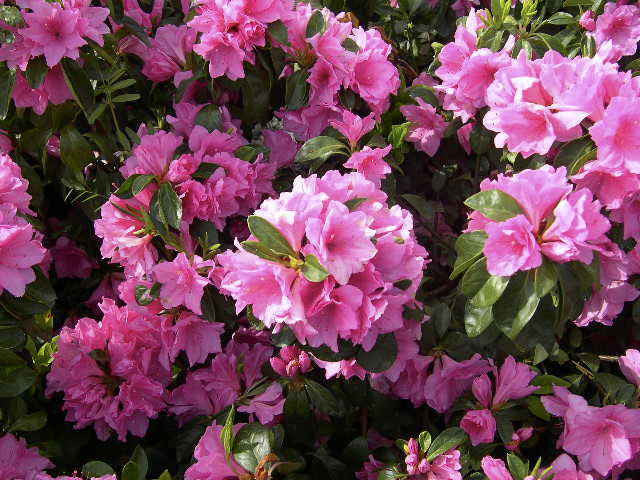 [12347715-3g-container] Pink Ruffles Evergreen Azalea (3 gallon container)