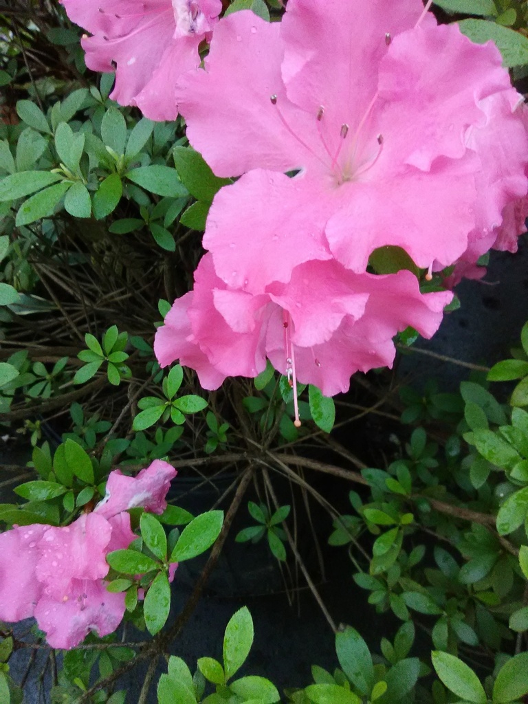 [10/14/26 KF A5] Pink Gumpo Evergreen Azalea - Satsuki Hybrid (3 gallon container)