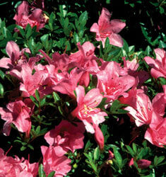 [12347713-1g-container-sold-out] Macrantha Pink Evergreen Azalea (1 gallon container)