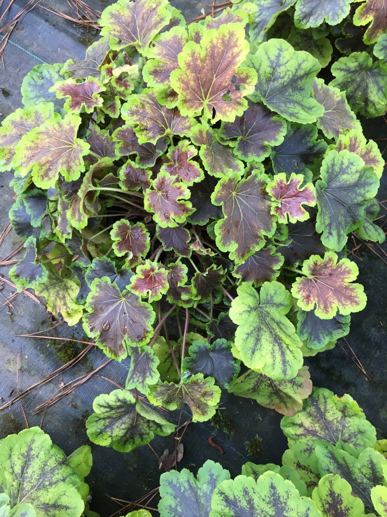 [solar-eclipse-coral-bell-1g-container] Solar Eclipse Heucherella – Semi-Evergreen Shade Perennial