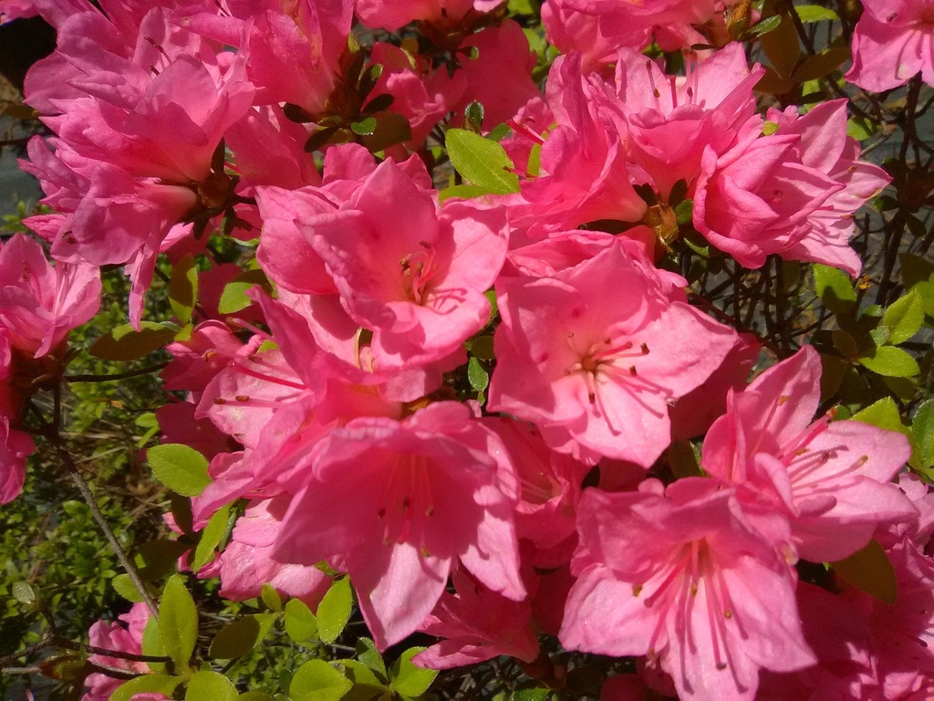 Tradition Kurume Azalea - Pink Flowering Evergreen Shrub