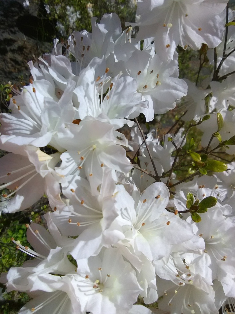 [12347708-3g-container-sold-out] Snow Azalea (Kurume Hybrid) – White Flowering Evergreen Shrub
