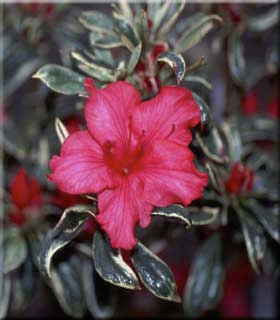 Silver Sword Azalea - Girard Variegated Evergreen Shrub