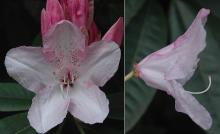 [12347704-3g-container] Pink Pearl Azalea - Kurume Hybrid Evergreen Shrub