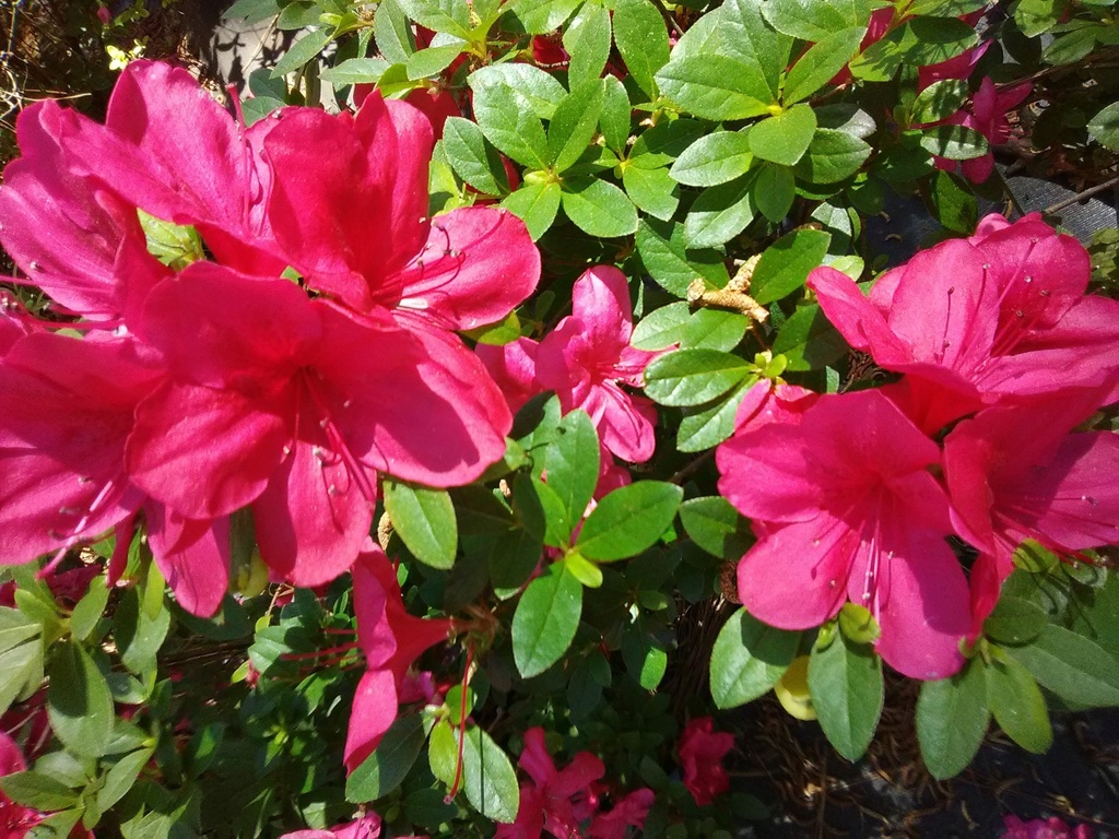 [12347702-3g-container] Mother's Day Azalea – Kurume Red Flowering Evergreen Shrub (3 gallon container)