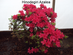 [7/22/26 KC A5] Hinodegiri Azalea - Kurume Hybrid Evergreen Flowering Shrub (3 gallon container)