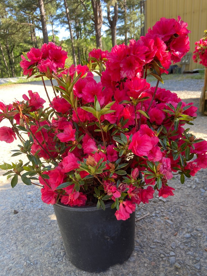 Hershey Red Azalea (Kurume Hybrid)