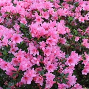 Coral Bells Azalea (Rhododendron Kurume 'Coral Bells')