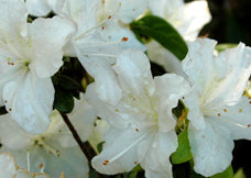 Glacier White Azalea – Glenn Dale Hybrid Evergreen Shrub