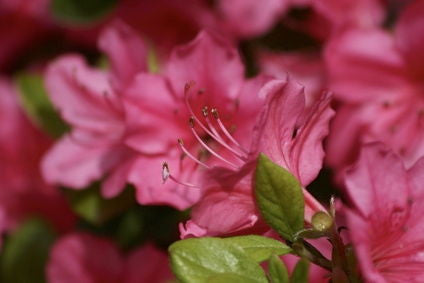 Girard's Christina Azalea - Cold Hardy Evergreen Shrub