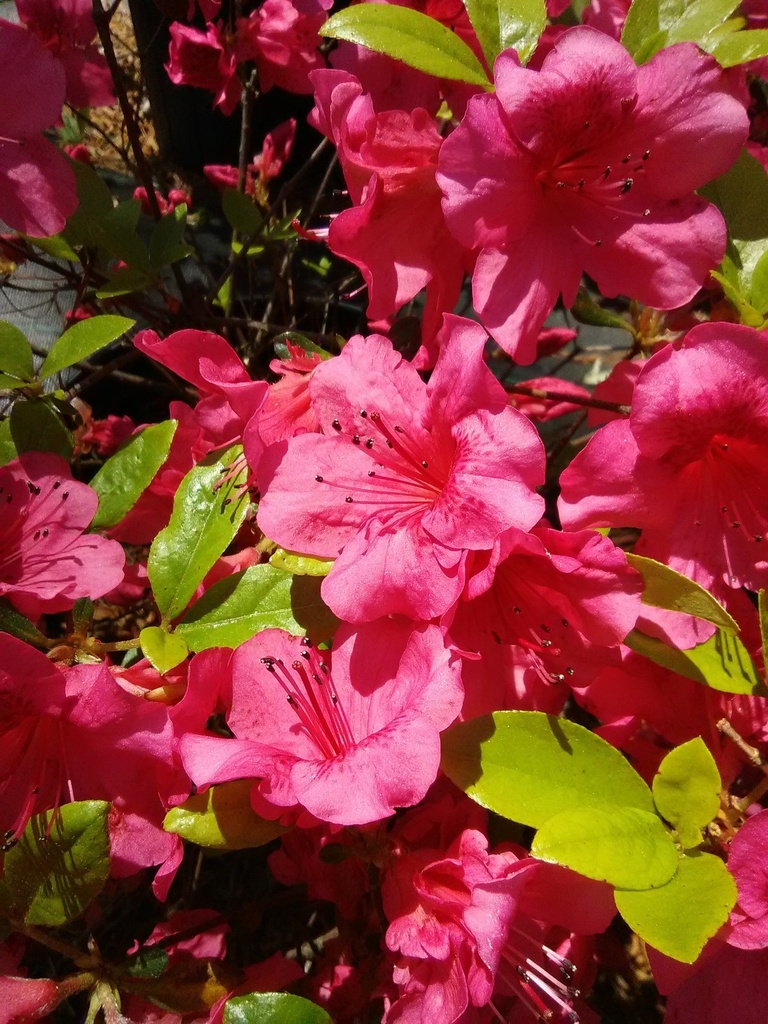 Girard Crimson Azalea - Red Flowering Evergreen Shrub