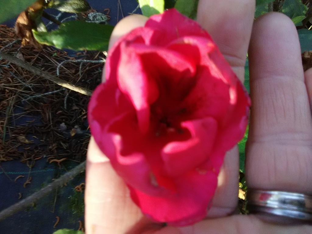 Red Ruffles Evergreen Azalea - Belgian Hybrid Flowering Shrub