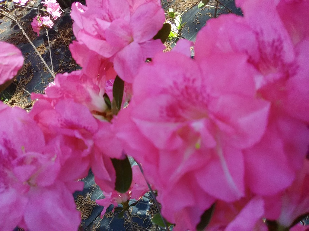 Sweetheart Supreme Evergreen Azalea – Pericat Hybrid