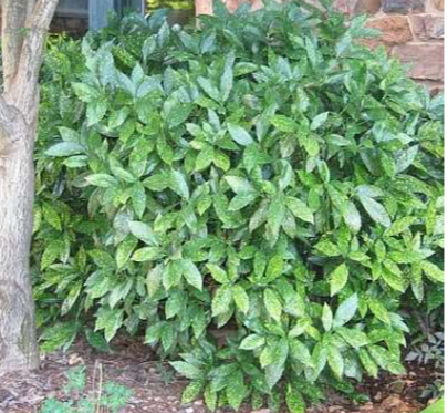 Aucuba japonica 'Variegata Nana' - Dwarf Variegated Japanese Aucuba