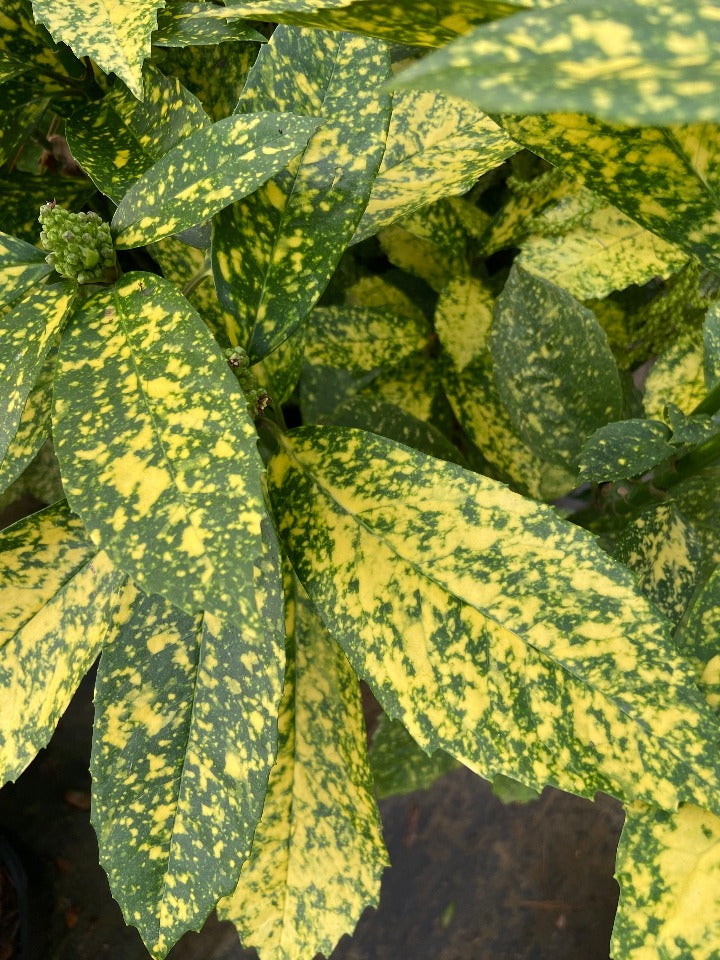 [12347669-2g-container-sold-out] Gold Dust Aucuba | Aucuba japonica 'Gold Dust' (2 gallon container)