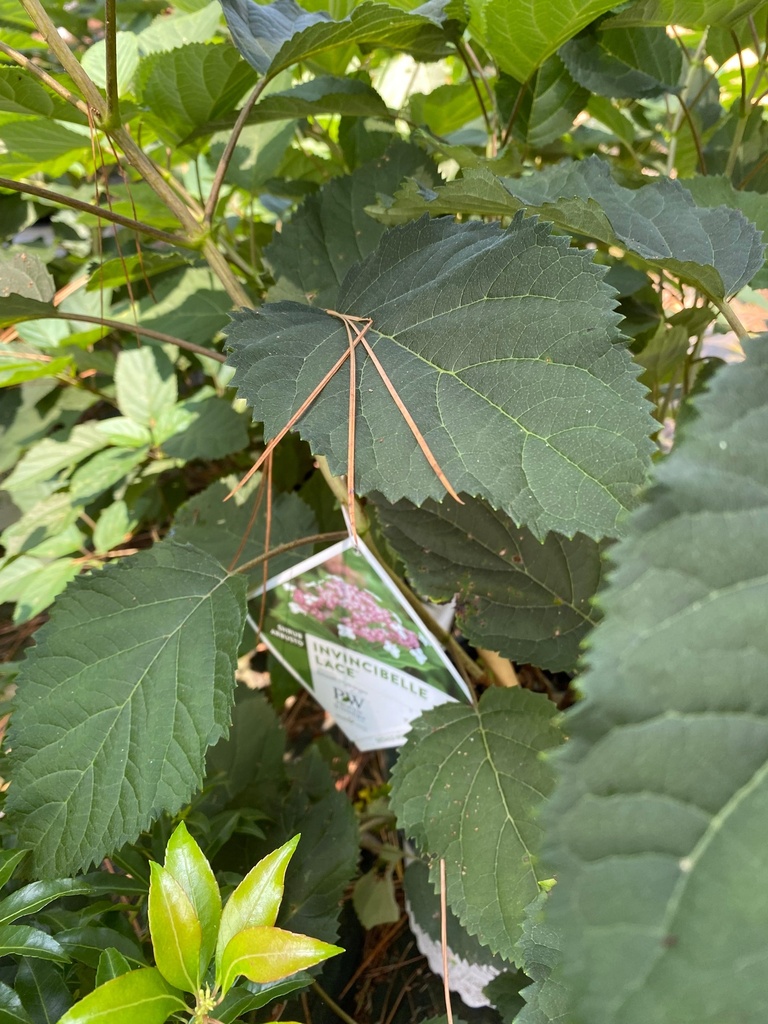 Invincibelle Lace® Hydrangea (Hydrangea arborescens)