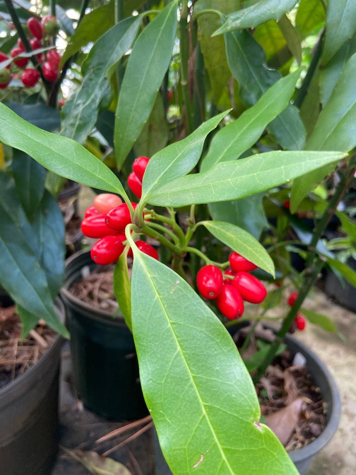 Saw-Toothed Aucuba (Aucuba japonica 'Serratifolia')