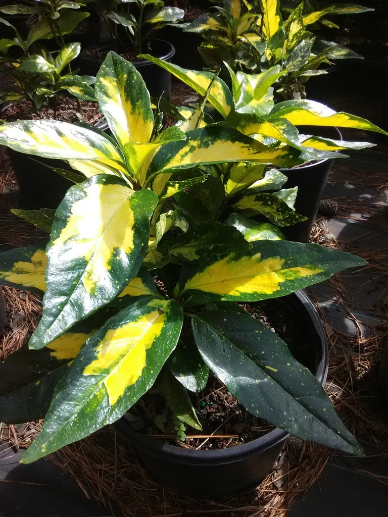 Aucuba japonica 'Picturata' - Gold Variegated Japanese Aucuba