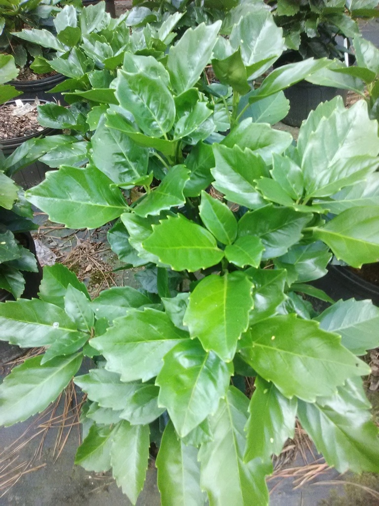 [12347666-3g-container-sold-out] Dwarf Aucuba (Aucuba japonica 'Nana') (3 gallon container)