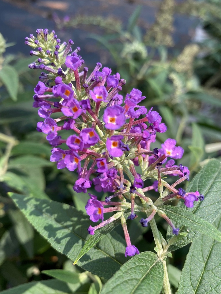[lo-behold-purple-haze-3g-container] Lo & Behold Purple Haze Butterfly Bush (Buddleia)