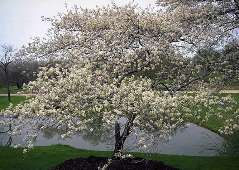 [12347655-2g-container] Shadblow Serviceberry (Amelanchier canadensis) (2 gallon container)