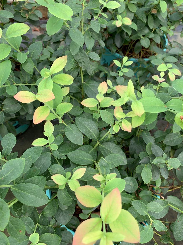 [silver-dollar-blueberry-3g-container] Silver Dollar Blueberry - Vaccinium corymbosum 'ZF06-89'