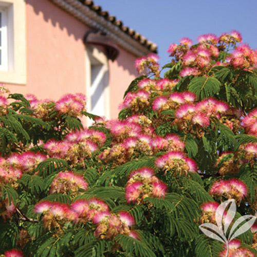 [12347654-7g-container] Mimosa Tree – Albizia julibrissin | Pink Flowering Tree (7 gallon container)