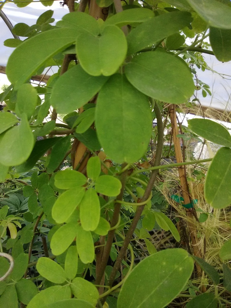 [12347653-3g-container-sold-out] Akebia Chocolate Vine – Fragrant Purple Flowering Vine (3 gallon container)