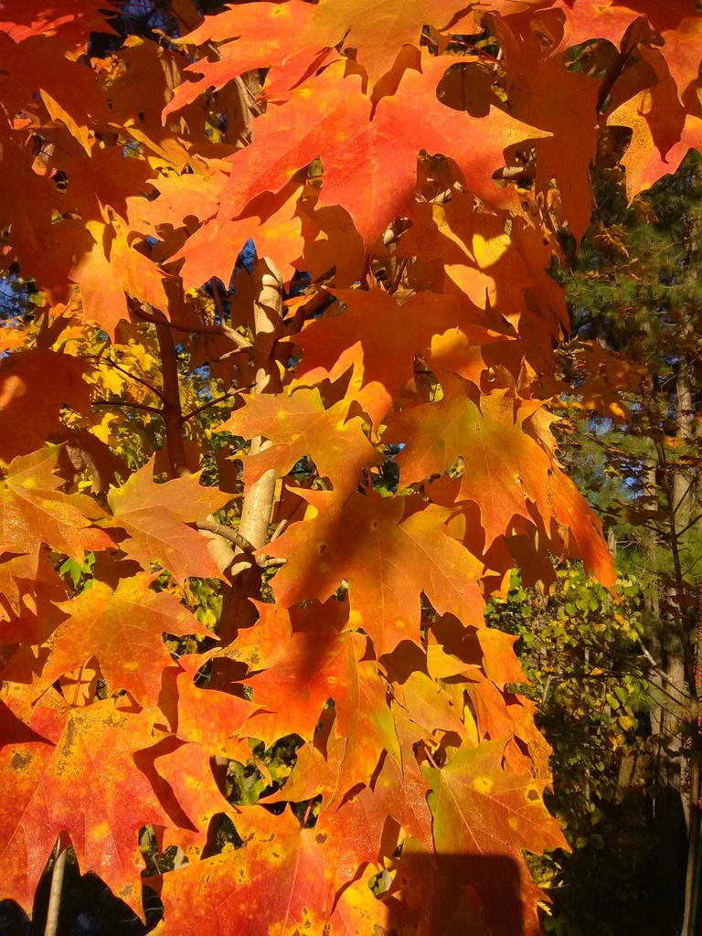 [12347649-7g-container-sold-out] Sugar Maple - Acer saccharum | Shade Tree (7 gallon container)