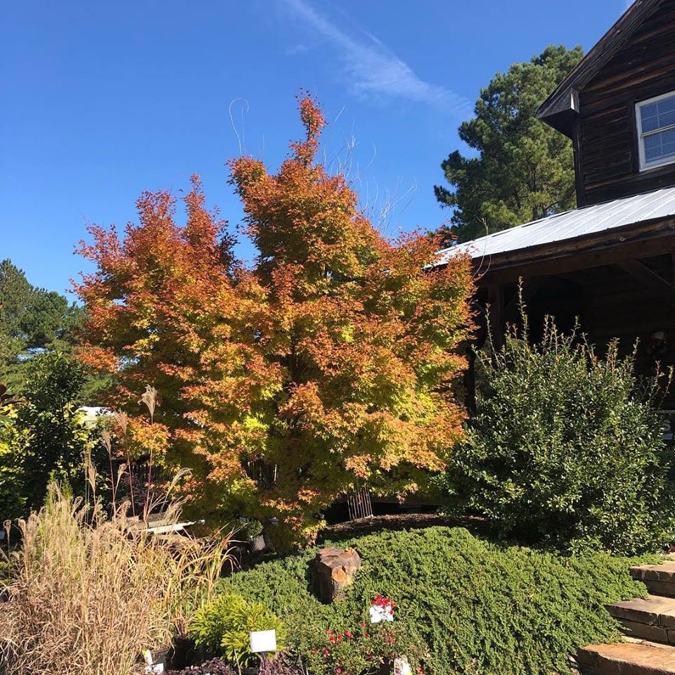 [12347639-3g-container] Coral Bark Japanese Maple - Acer palmatum 'Sango Kaku' (3 gallon container)