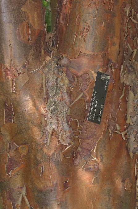 [12347637-b-b] Paperbark Maple - B&B