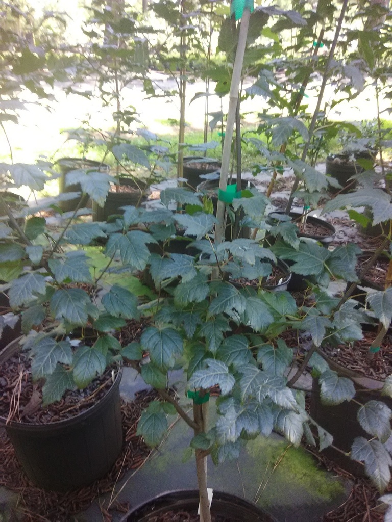 Amur Maple - B&B